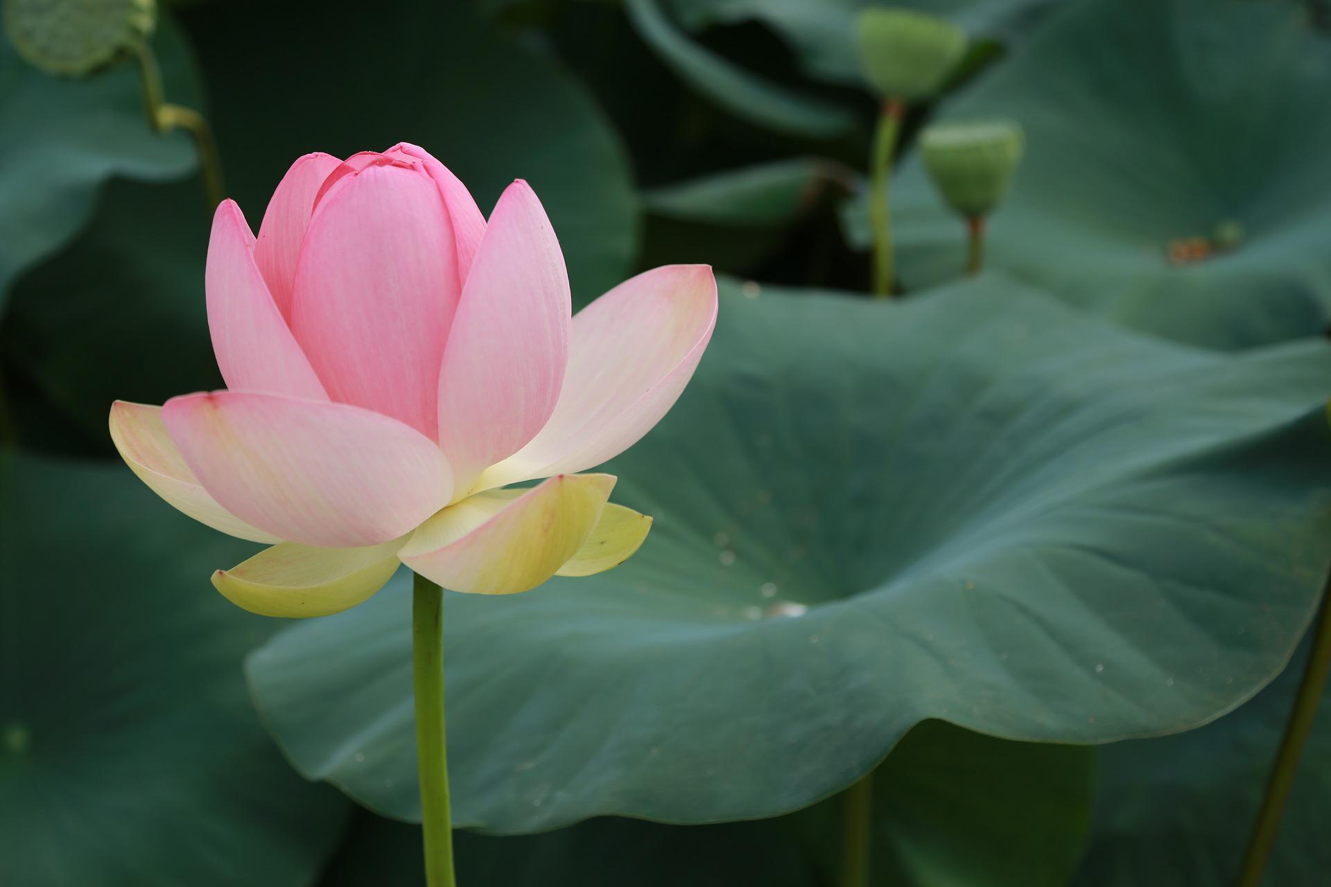 Co znamená lotosový květ?