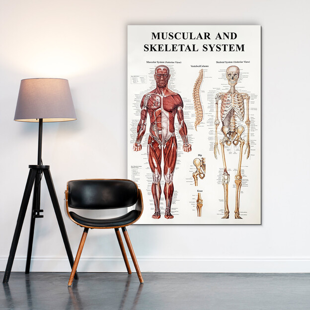 Drevený obraz - Anatomický kostrovo-svalový systém