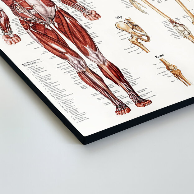 Drevený obraz - Anatomický kostrovo-svalový systém
