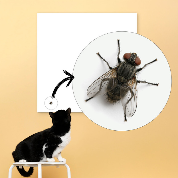 Funny Wooden Wall Art - Fly