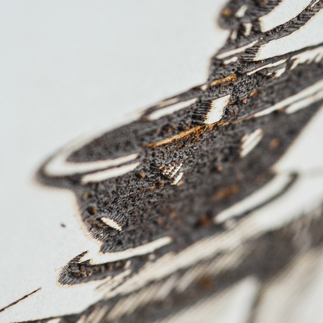 Wooden Wall Art Picture for Kitchen - Coffee | White