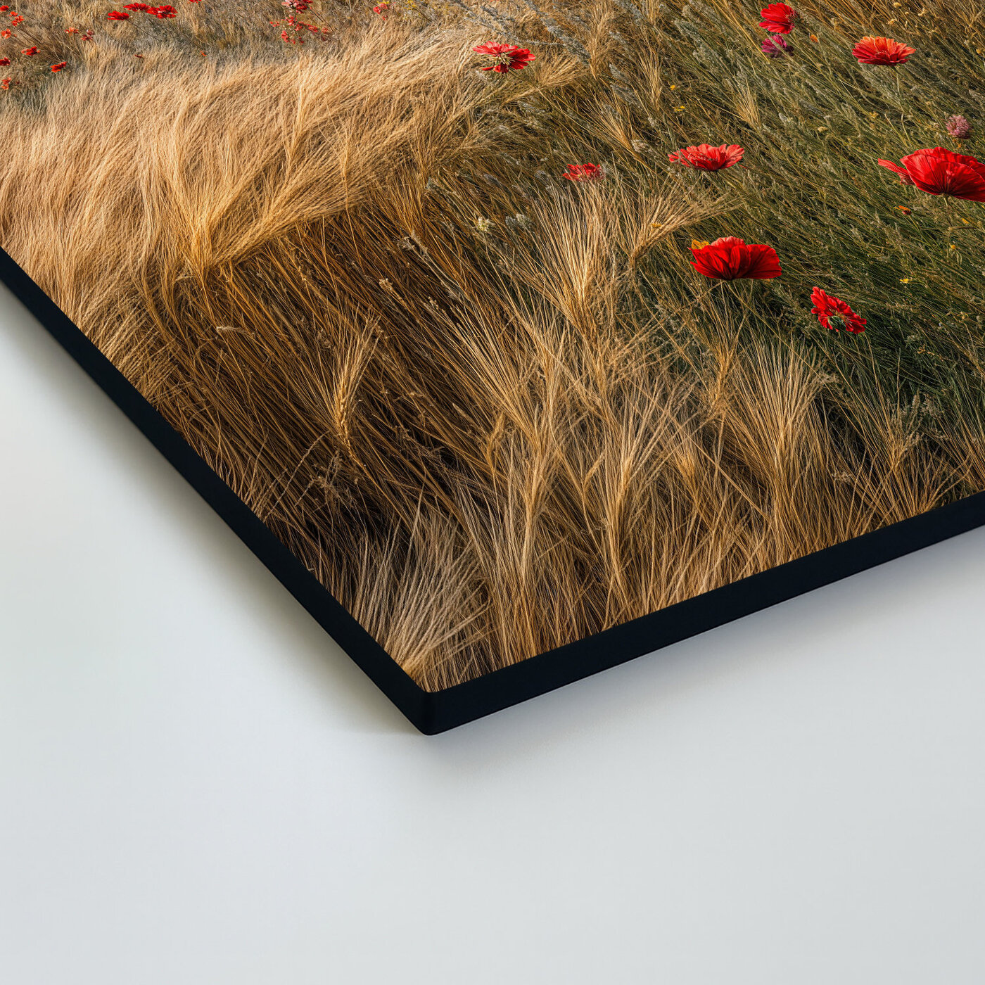 Image of nature - Poppies in the grain