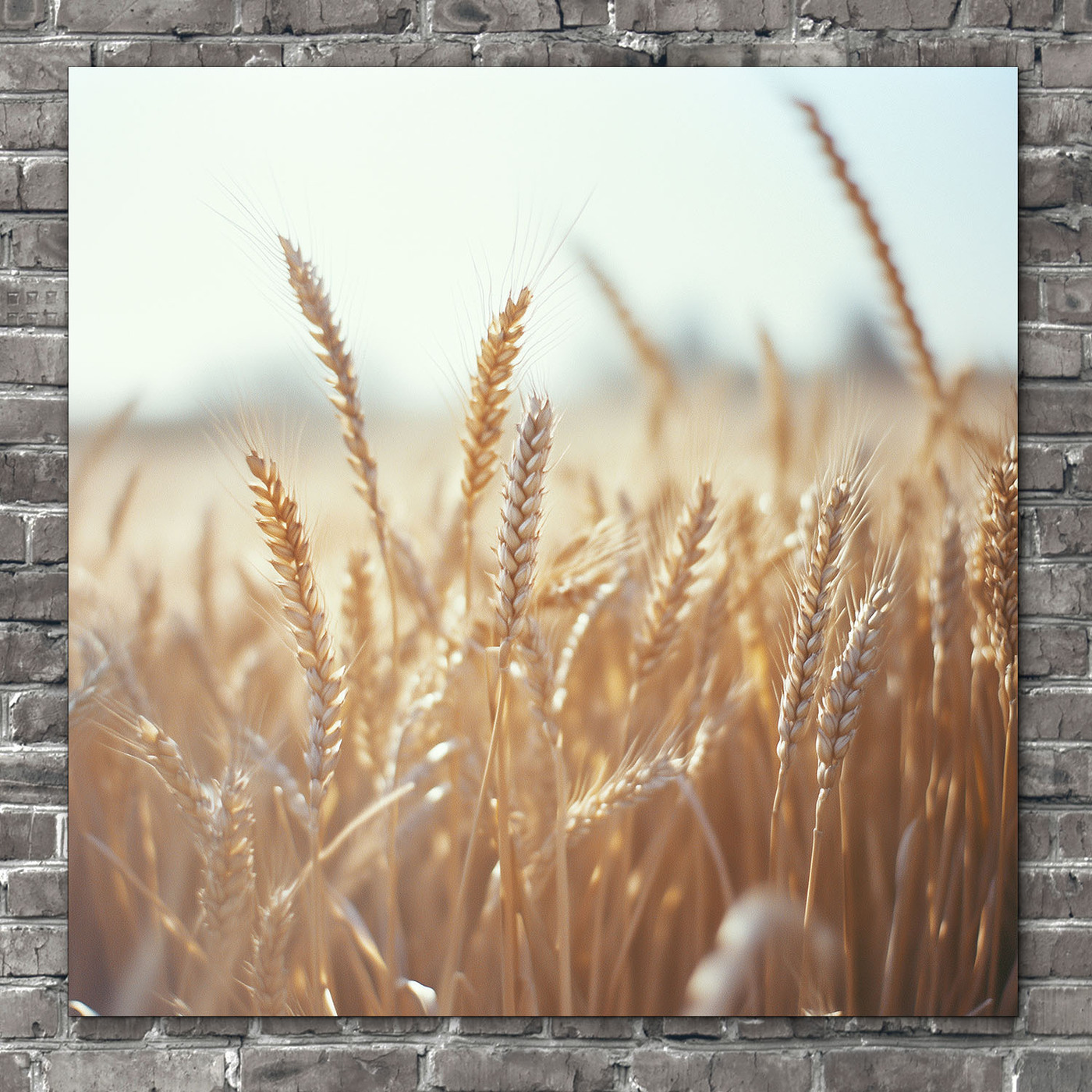Dřevěný obraz - Pšenice
