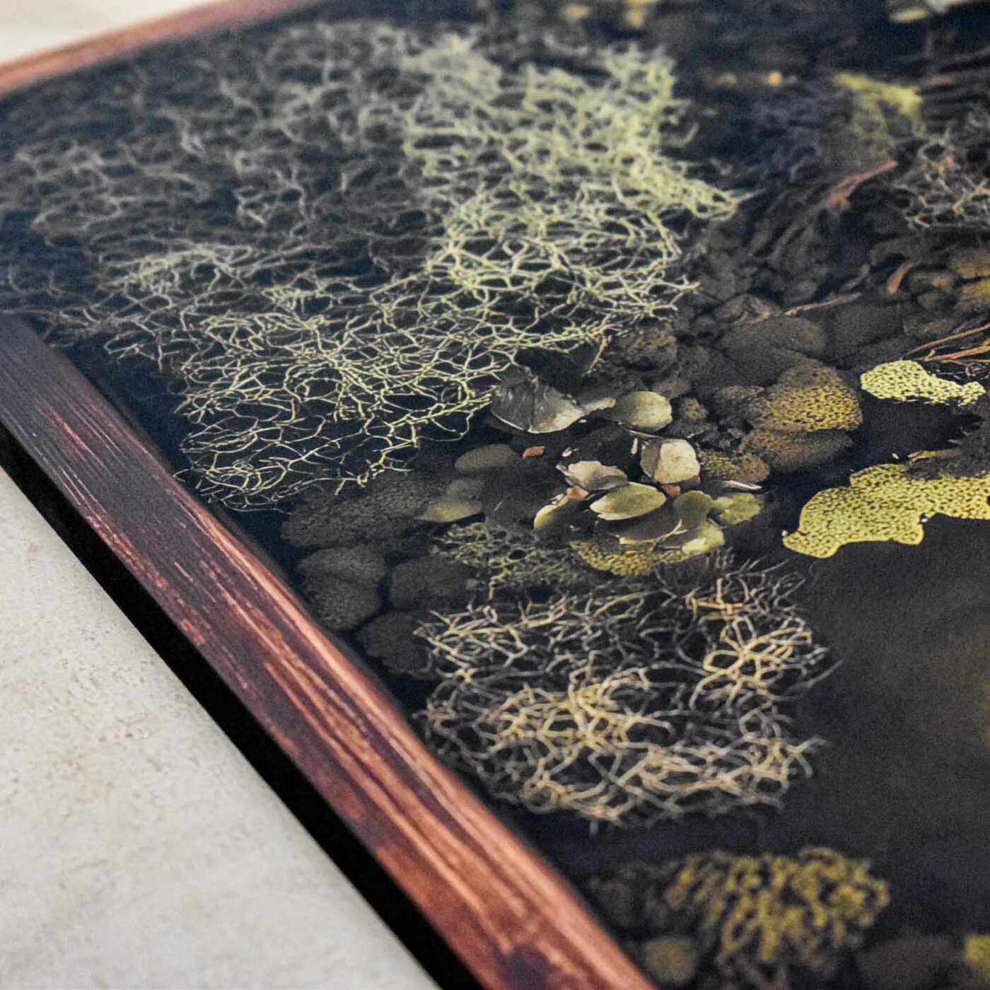 Machová imitácia mapy sveta - Obraz