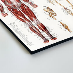 Dřevěný obraz - Anatomický kostrovo-svalový systém