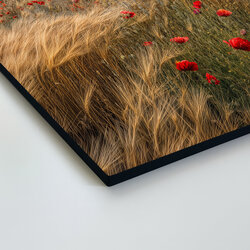 Image of nature - Poppies in the grain