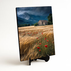 Image of nature - Poppies in the grain